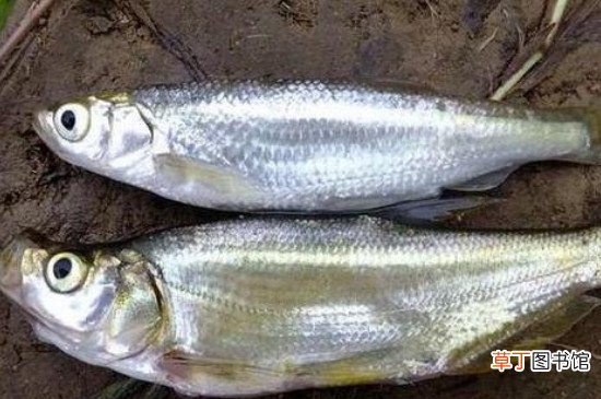 怎么钓白条正确方法