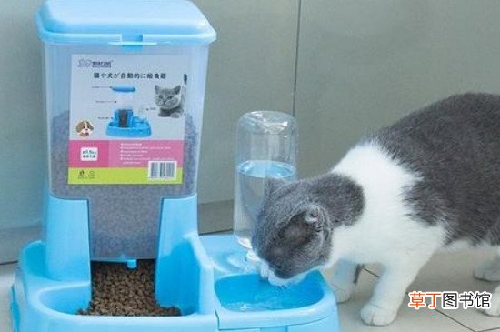 过年回家宠物怎么办