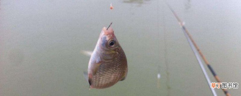 钓白条怎么调漂