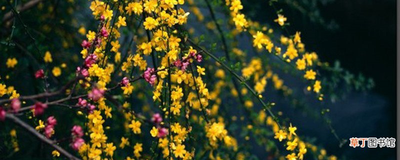 大兴安岭适合养什么花，市花和市树是什么