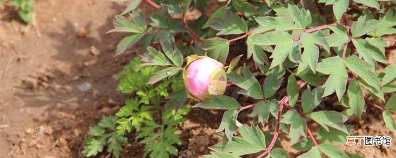 海西适合养什么花,市花和市树是什么