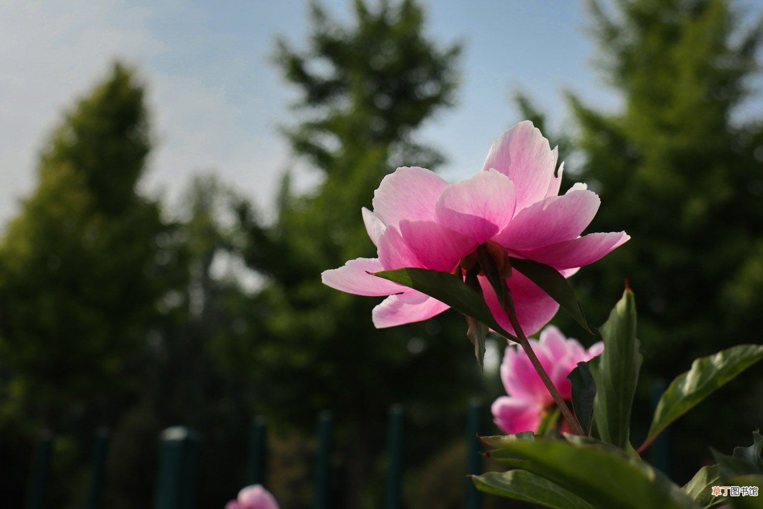 海西适合养什么花,市花和市树是什么