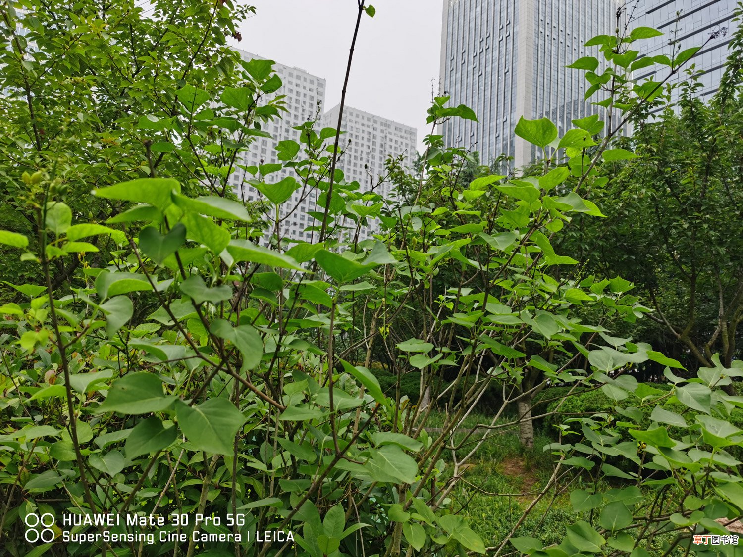 黑河适合养什么花，市花和市树是什么