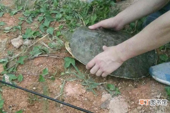 钓甲鱼的技巧和方法