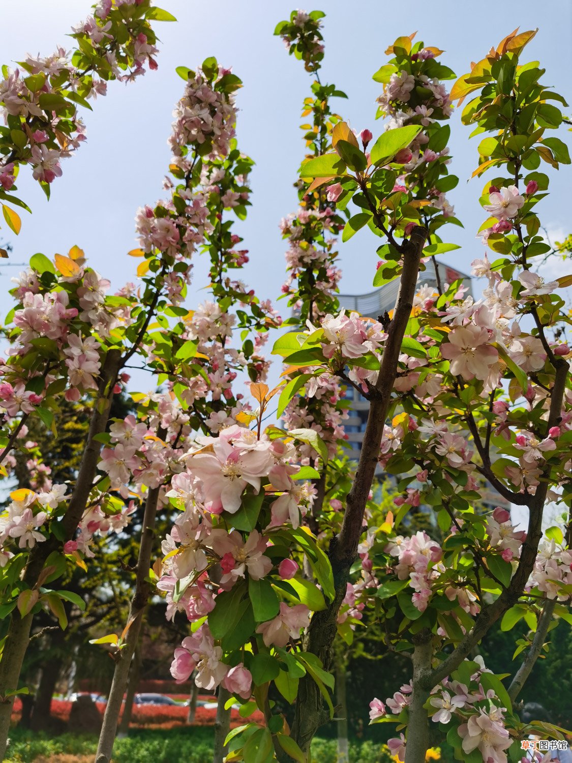 嘉峪关适合养什么花，市花和市树是什么