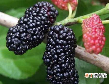 少年白发怎么办食疗调理恢复浓密黑发