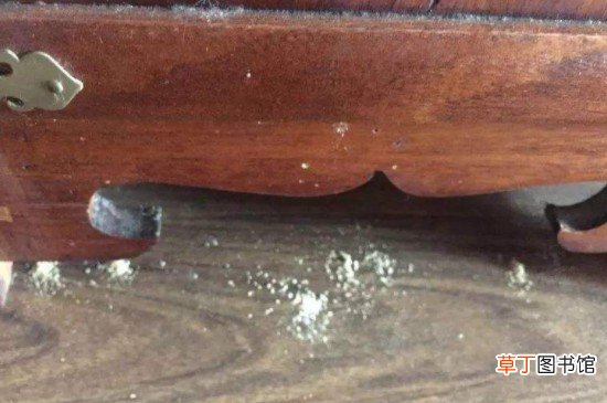 哪些原因会引起家具被虫蛀