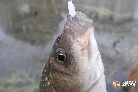 秋季钓鲫鱼用什么味型的饵料