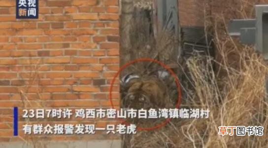 东北虎闯进村庄 进村东北虎麻醉针醒了