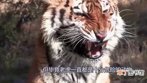 东北虎闯进村庄 进村东北虎麻醉针醒了