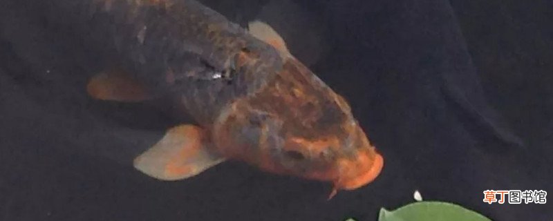 秋季钓鲤鱼的方法