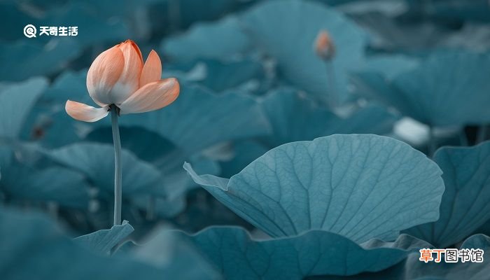 如梦令的意思及翻译 李清照词《如梦令》赏析