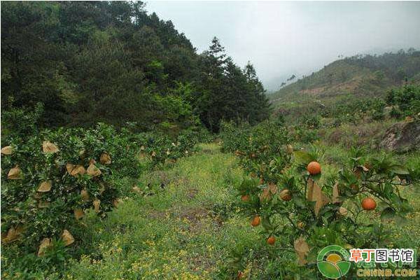 柑橘青苔打什么药？
