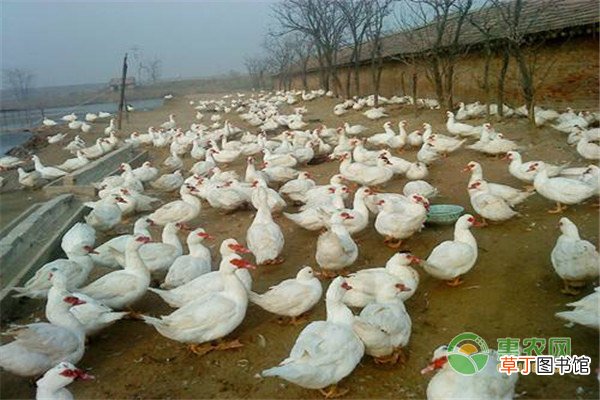 番鸭细小病毒病怎么样诊断与防治？