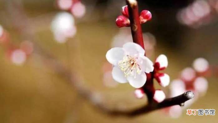 梅花的精神是什么 梅花，中国人的精神与品质