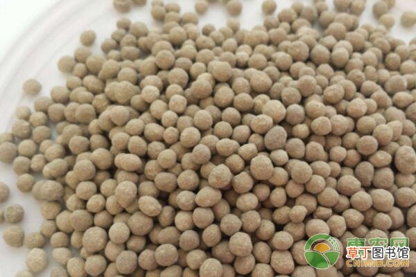 菌肥对果树的作用与使用方法是什么？