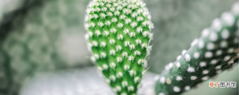 逆境中生长顽强植物
