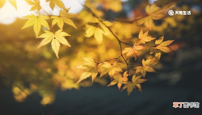 今逢四海为家日,故垒萧萧芦荻秋对应西塞山的是 今逢四海为家日故垒萧萧芦荻秋的意思