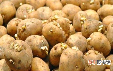 吃发芽的土豆会中毒这10种食物含有毒素