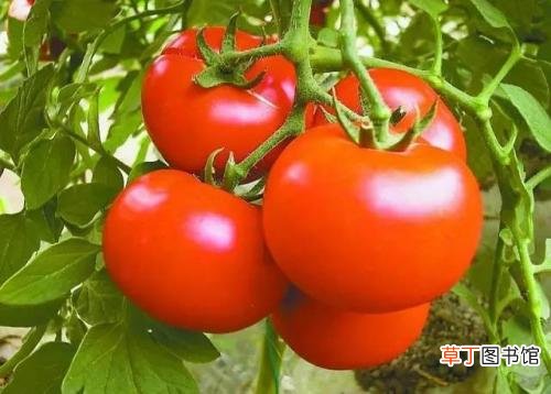 4种危害健康的西红柿千万别买优质西红柿是怎样的