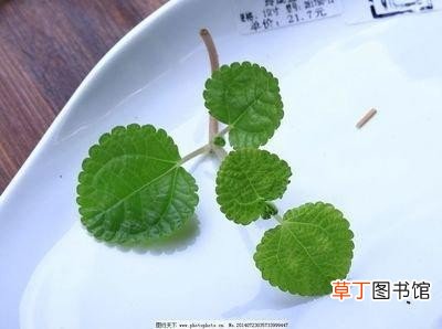 家庭版鱼头炖豆腐自制简单更丰盛 鱼头炖豆腐的家常做法