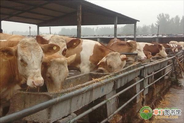 养牛预混料应该如何添加？