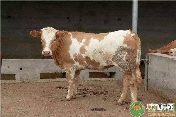 养牛预混料应该如何添加？