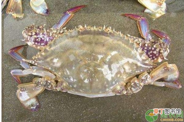 江蟹什么季节开始养殖最合适？养殖江蟹如何管理？