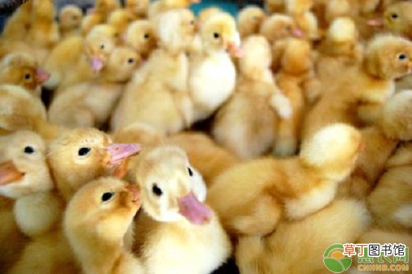 雏鸭的饲养管理是什么样的？