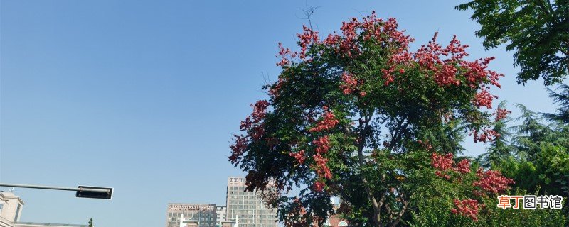 北京绿化八大树种