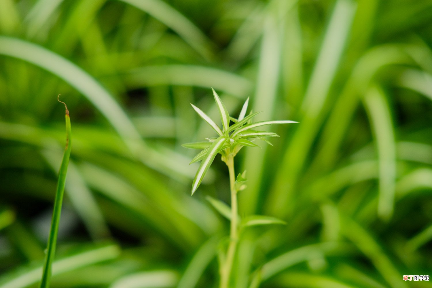 最耐阴的十大室内植物