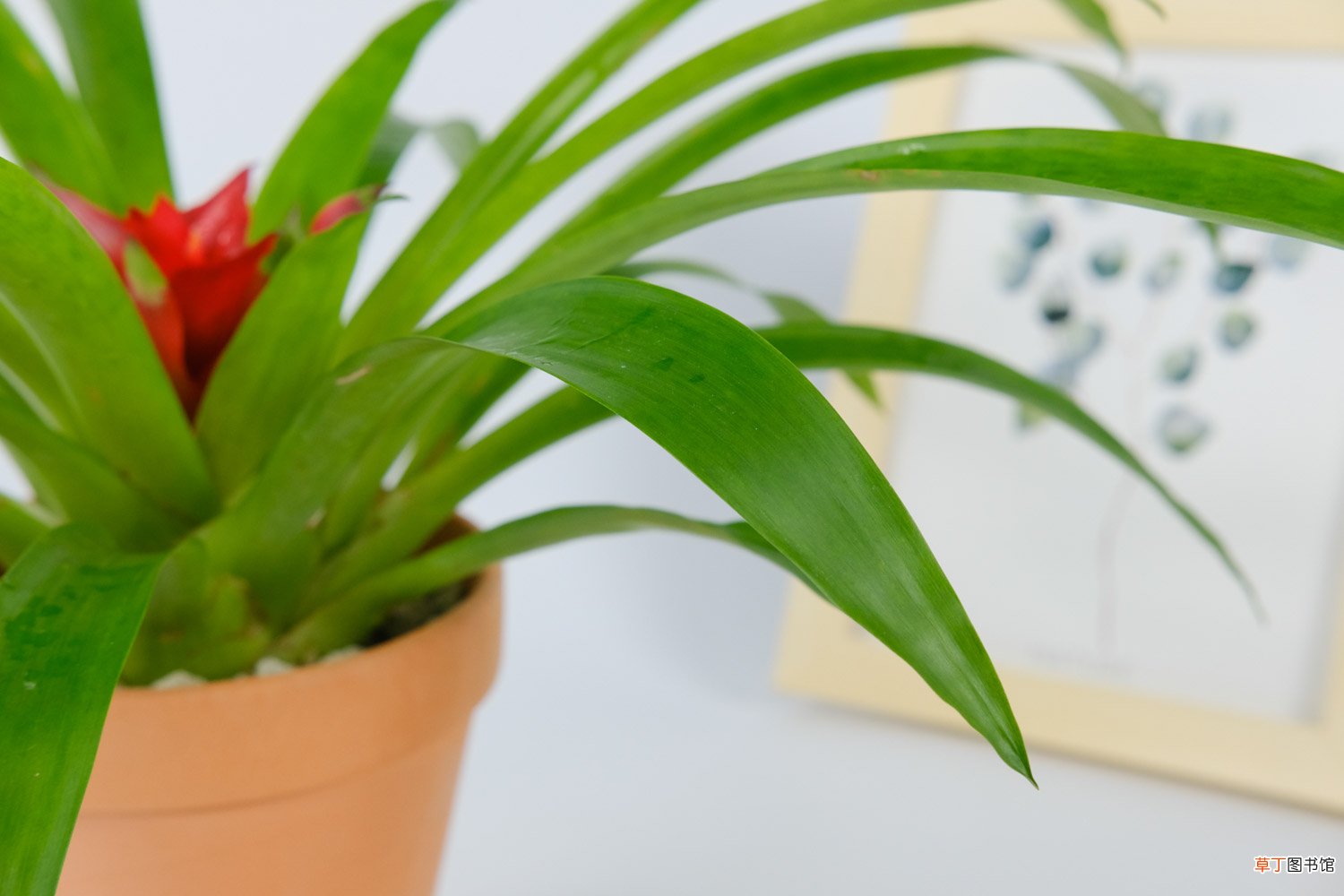 最耐阴的十大室内植物