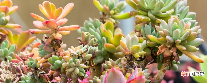 多肉植物介绍
