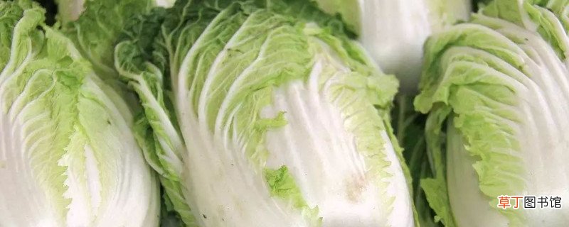 绍菜和大白菜的区别