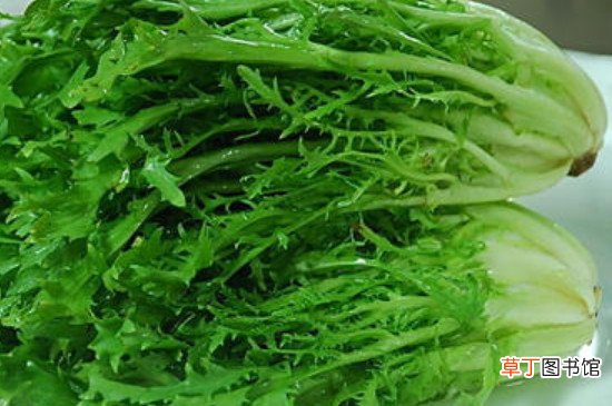 银丝芥菜是苦菊吗