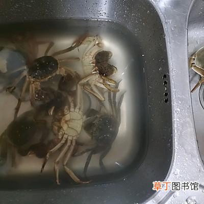 醉蟹这样做也太好吃了 正宗醉蟹的做法和窍门