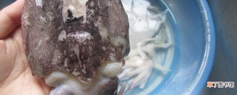 冷冻墨鱼仔怎么处理