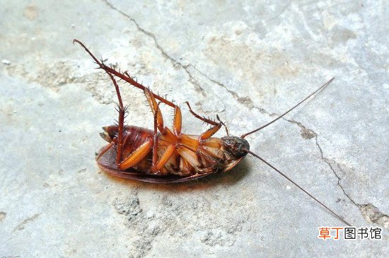怎么杀蟑螂彻底