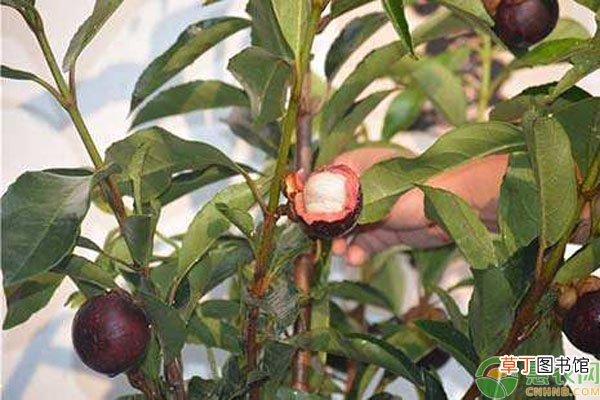 家里怎么种山竹？