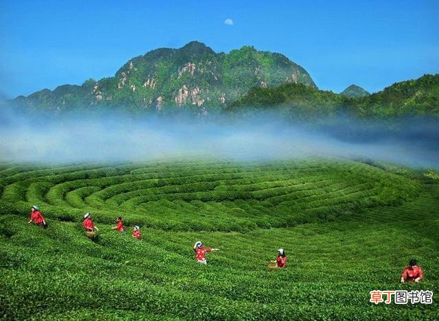 江西庐山云雾茶是小众茶吗 江西庐山产什么茶