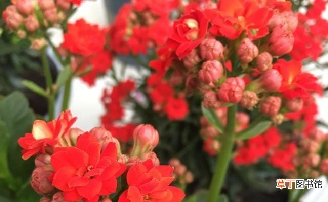 听说长寿花有毒是真的吗 长寿花为什么致癌