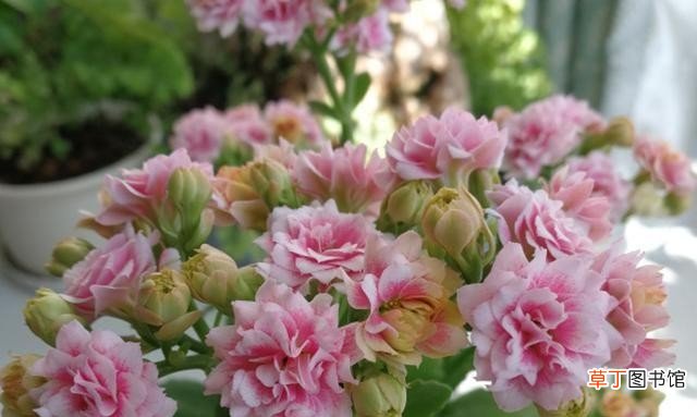 听说长寿花有毒是真的吗 长寿花为什么致癌