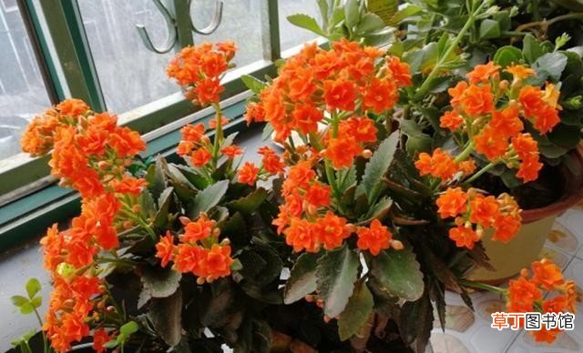 听说长寿花有毒是真的吗 长寿花为什么致癌