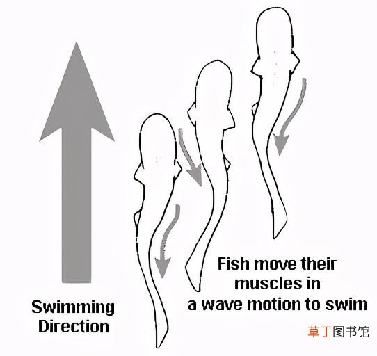 鱼会游泳的原理解析 鱼儿为什么会在水里游