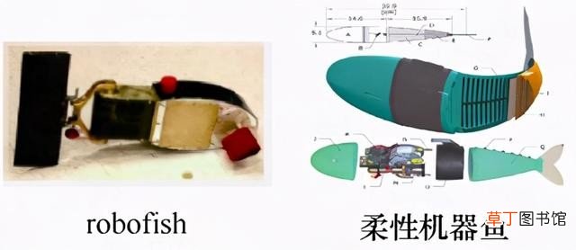 鱼会游泳的原理解析 鱼儿为什么会在水里游