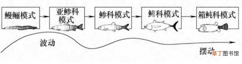 鱼会游泳的原理解析 鱼儿为什么会在水里游