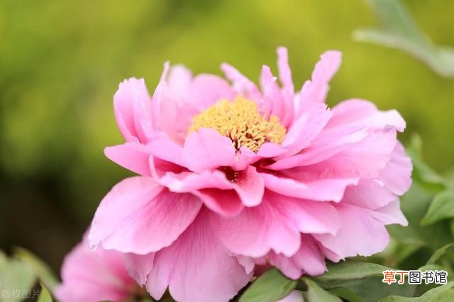 牡丹花开花后的修剪方法 牡丹花什么时候开花