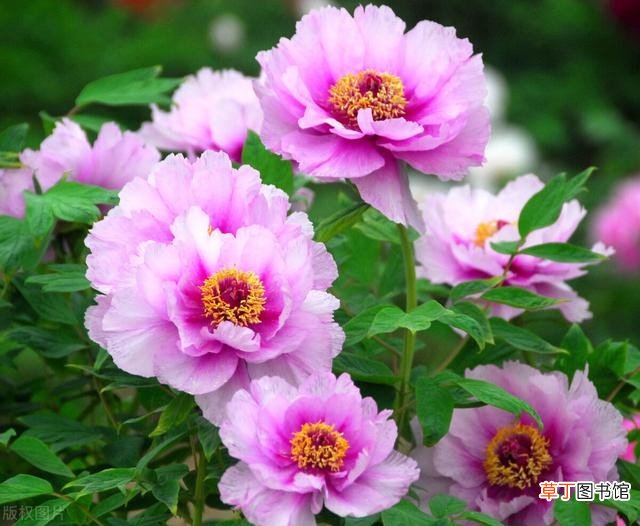 牡丹花开花后的修剪方法 牡丹花什么时候开花