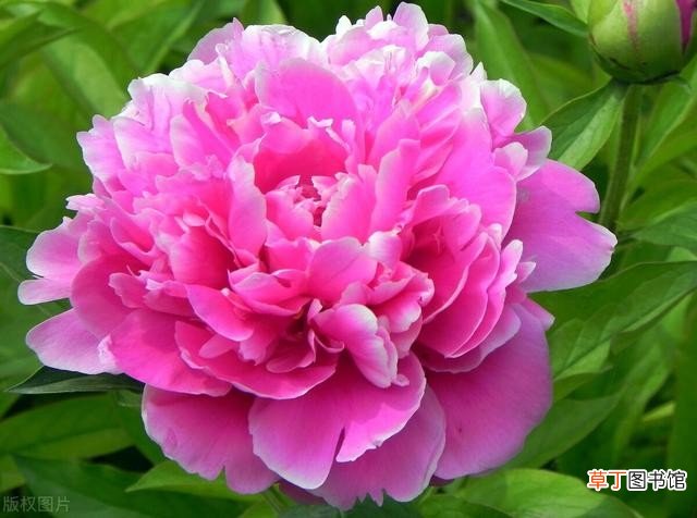 牡丹花开花后的修剪方法 牡丹花什么时候开花