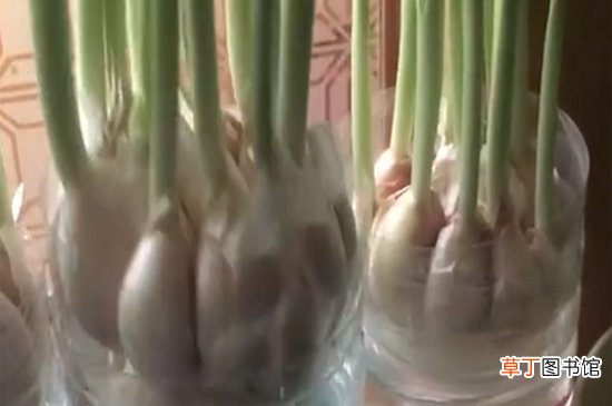 大蒜发芽能吃吗